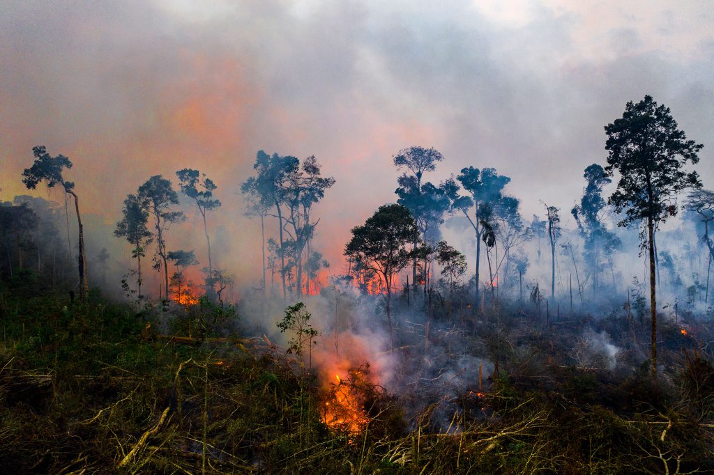 دلایل نابودی جنگل ها - پیامده ها و آثار تخریب جنگل ها