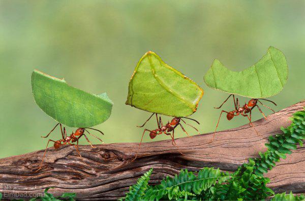 زندگی مورچه ها - ساختمان بدن مورچه ها