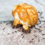 زندگی شگفت انگیز مورچه ها