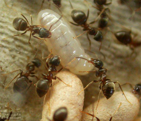 زندگی مورچه ها - ساختمان بدن مورچه ها