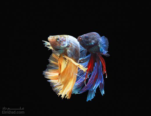 ماهی بتا چیست - معرفی کامل ماهی بتا