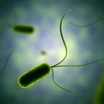 آشنایی با زندگی باکتری ها