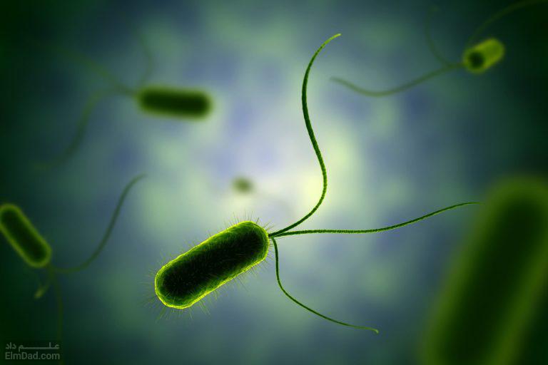 آشنایی با زندگی باکتری ها