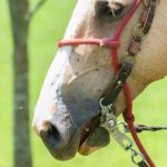 بیماری آنسفالیت اسب شرقی علل، علائم و پیشگیری