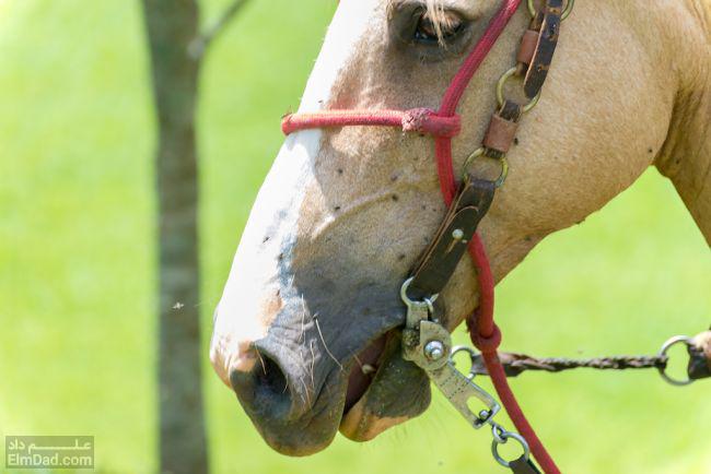 بیماری آنسفالیت اسب شرقی علل، علائم و پیشگیری