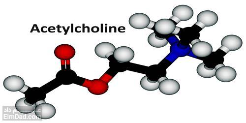 کاربردها و عوارض جانبی استیل کولین (Acetylcholine)