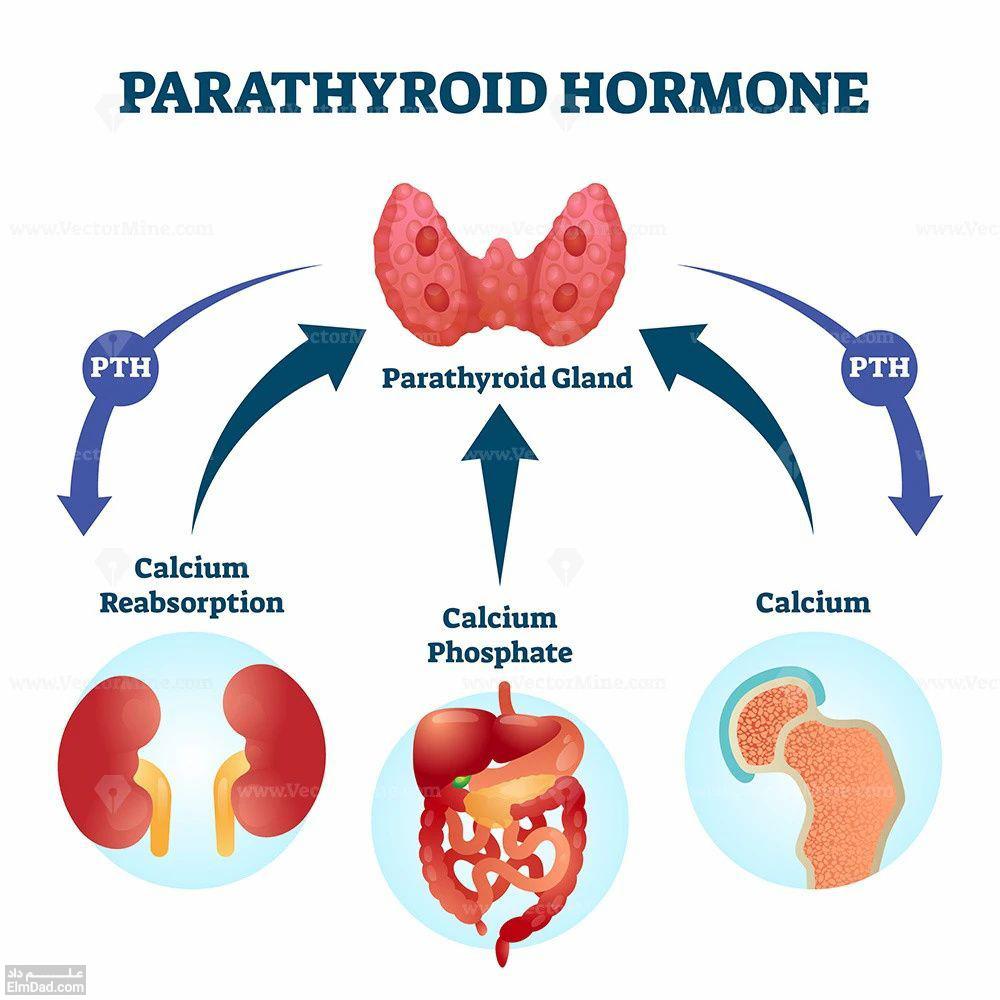 آشنایی با کاربردها، تداخلات و عوارض جانبی هورمون پاراتیروئید (Parathyroid hormone)