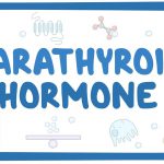 هورمون پاراتیروئید (Parathyroid hormone)