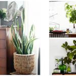 ۵ گونه از گیاهان آپارتمانی که به سادگی می‌توانید در منزل نگه دارید!