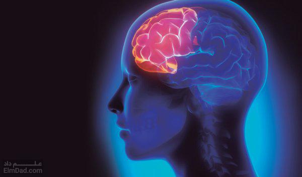 آنچه باید در مورد لوب پیشانی مغز خود بدانید